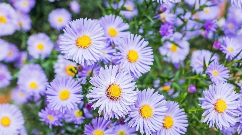  下半年|3生肖下半年运势好转，7月霉运一扫而空，8月喜事纷至沓来