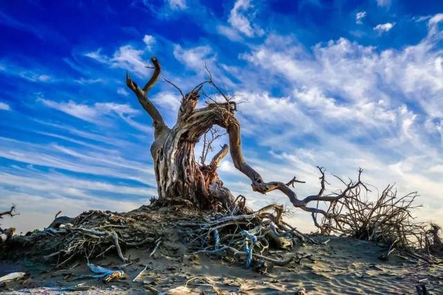 额济纳旗|【阅读】有一种心动,叫额济纳的秋天