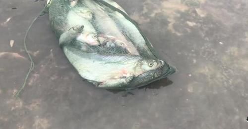  被困|石梁河关闸，成群大鱼被困浅水，有人“捡”了一两百斤