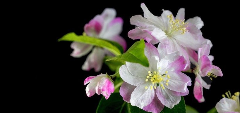  四大|8月开始工作顺心如意，霉运走开，家中坐镇财神的四大生肖