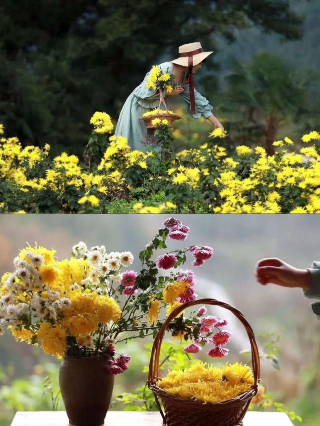 李子|她用3年时间爆改老宅，把荒地变花海：原来除了李子柒，我们还有另一种田园牧歌