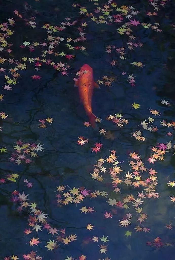  花园|有庭院的人，一定会懂生活