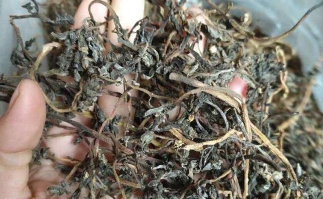  冬天|农村随处可见的菜，新鲜的时候没人吃，晒干了冬天包包子贼香