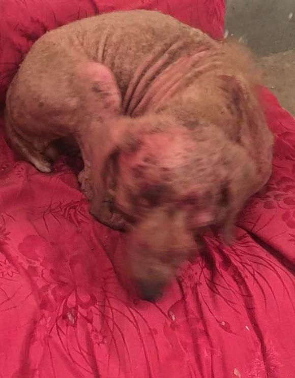  收养|女儿发现流浪小狗一直跟着我们要收养，妈妈看见狗狗即欣慰又难过