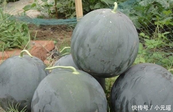 西瓜|曾经风靡一时的“黑皮西瓜”,为何现在很少见了?原因让人意外