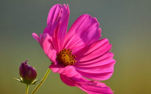 生肖|最“怕”老婆的三生肖男,不但主动上交工资卡,还对妻子百依百顺