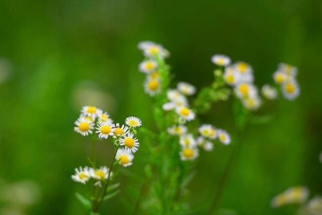 花海|你去过了吗？朝天李家这片白色花海又成网红，宛如一幅美丽画卷！