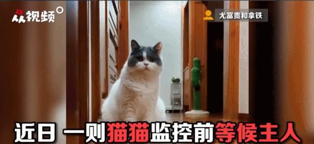电话|这只猫通宵等主人电话,只为在摄像头里见一面,无数网友泪崩…