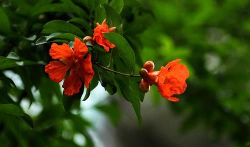  双鱼座|9月上旬开始，真爱来临，温馨有爱，桃花四处盛开的4大星座