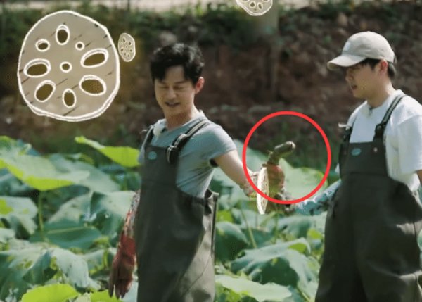  向往|《向往的生活》重大失误：何炅带头挖藕，为节目效果而糟蹋粮食