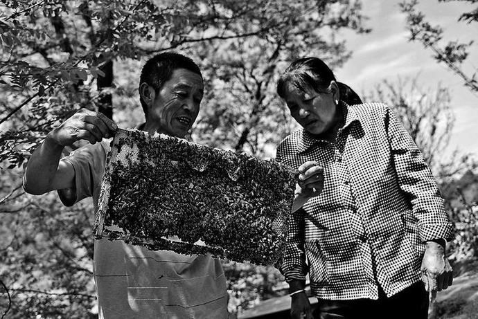  事业|延安宝塔区 | 新民村的“甜蜜事业”