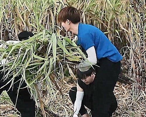  出过|任嘉伦扛不动甘蔗时，谁注意他说了句啥不愧是出过国超文集的人