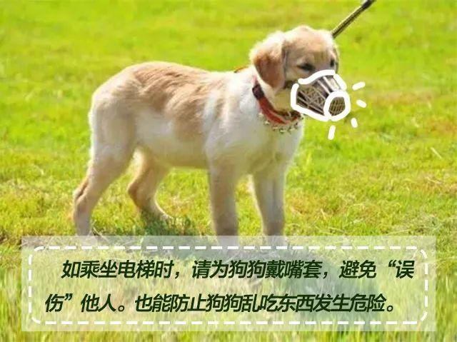 收藏|文明养犬，宠爱有方，《朋友圈式养犬指南》请收藏！