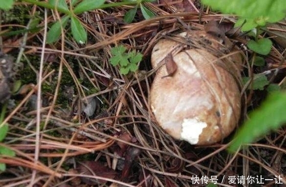 松针草堆|大爷在草堆里发现一堆“白色石头”，仔细辨认后，笑得合不拢嘴