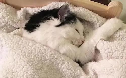 世界|奇妙的温度世界：宇宙星尘的温度，雪莲能在-50℃的环境中盛开