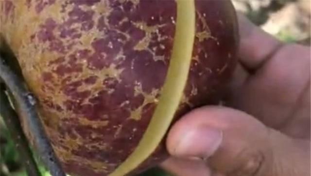 世界|世界最丑的苹果之一,果农切开的那一刻,才知道它的美味之处