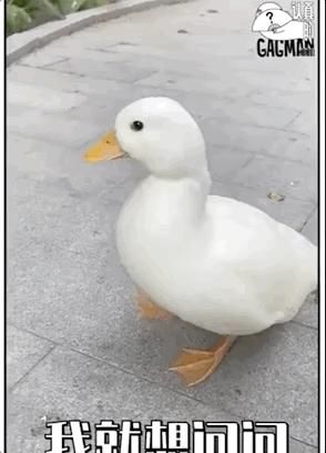  带队|何炅带队综艺《认真的嘎嘎们》，刷屏级疑惑，这是奇葩收容所吗？