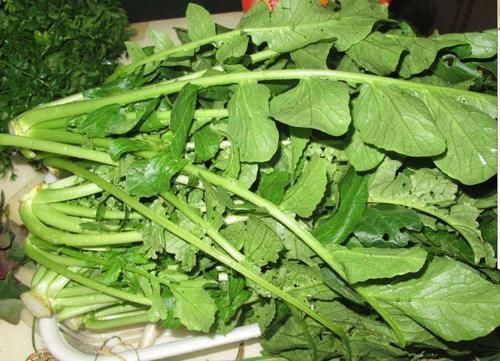 食材|这菜20年前拿去喂猪,如今争着吃,清爽可口,视力清晰了,肝脏健康