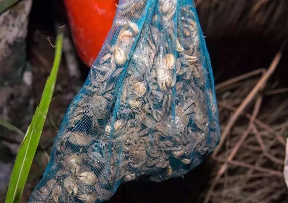 称为|芦苇地一种害虫,晚上打手电筒可捉上百斤,被称为“天下至鲜”