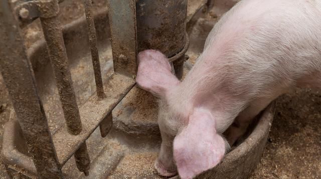 猪场|猪场15%的母猪像牛一样“反刍”怎回事?可能有四种病因引起