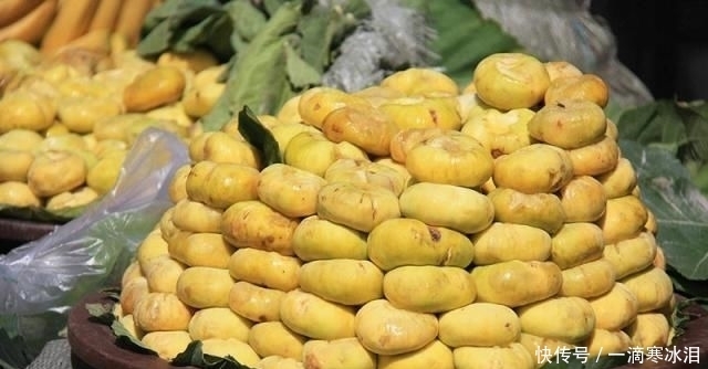 原产|原产地中海,人们称为“树上的糖包子”,摘下就烂,外地人没吃过