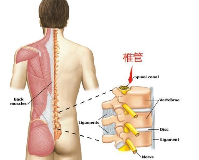  身体|身体出现这3个表现，说明椎管变狭窄了，你却浑然不知！