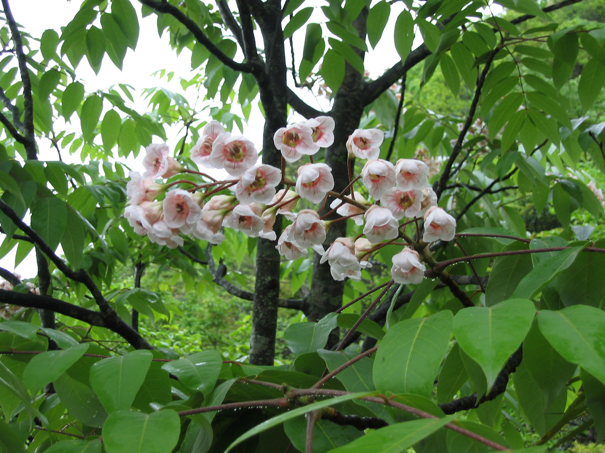 猫儿山国家级自然保|多措并举抓保护珍稀动物频现“华南之巅”