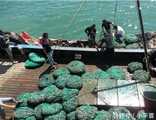 小时|一次能繁殖1200万只，离水3小时就变质，价格便宜却不受欢迎