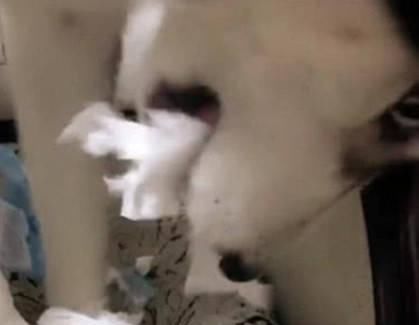  女主人|二哈咬纸巾磨牙，女主人在纸巾上抹这东西，二哈的反应亮了