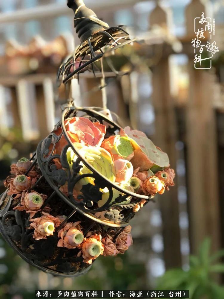  梅雨季|干货：高温高湿梅雨季，山地玫瑰养护提醒，帮你远离黑腐！