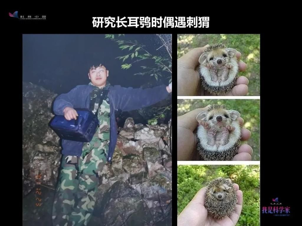  人生|研究灰脸鵟鹰那两年，是我人生中感到最热的两个夏天