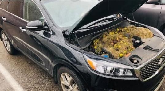 车费|车费半天劲启动不了,女司机打开引擎盖后,“冒出”100多核桃