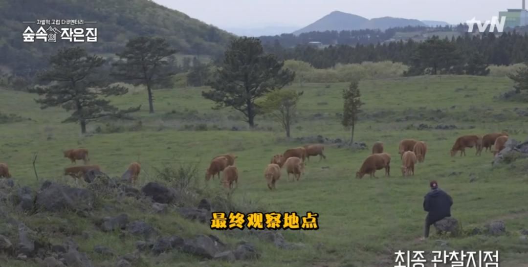 竟成|南韩口碑爆棚,“男神收割机”竟成实验对象?