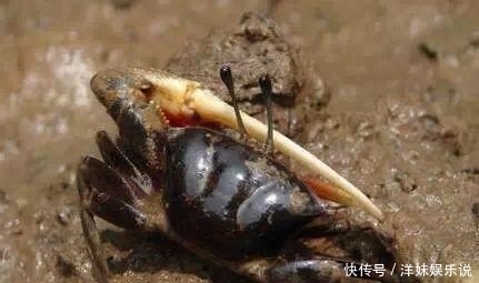 海鲜|海鲜大全, 你能认出多少