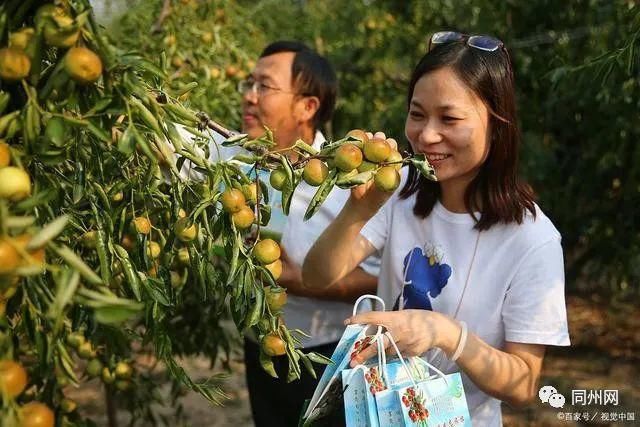 枣王|枣王熟了，刚上市就卖360元一斤，没关系还买不到