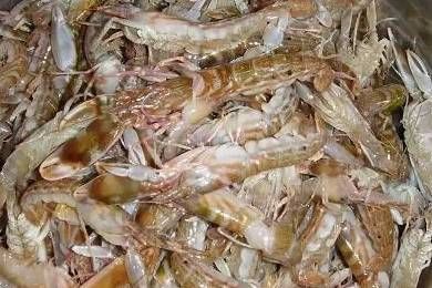 今日|今日开海!这84种海鲜,你都认识吗?你真的会吃海鲜吗?