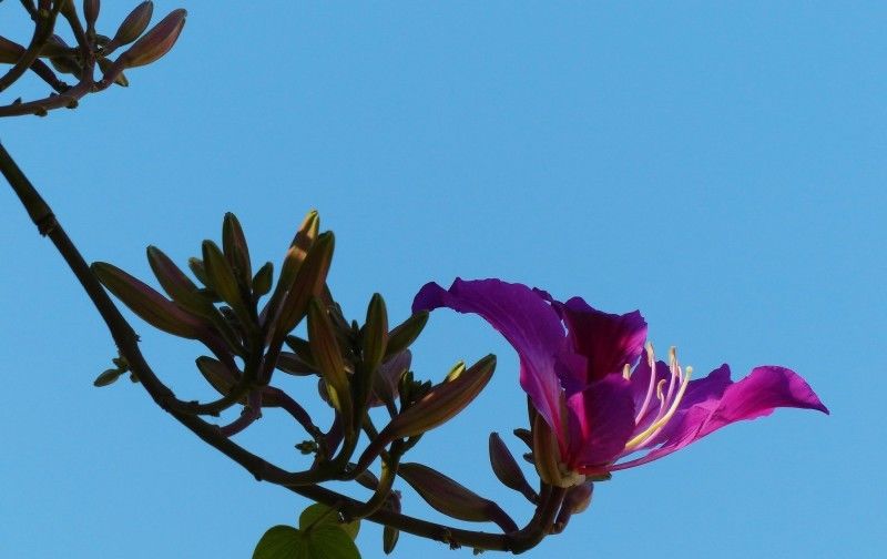 从天|真爱来了,8月初爱情从天降,4大生肖桃花运爆棚幸福一生!