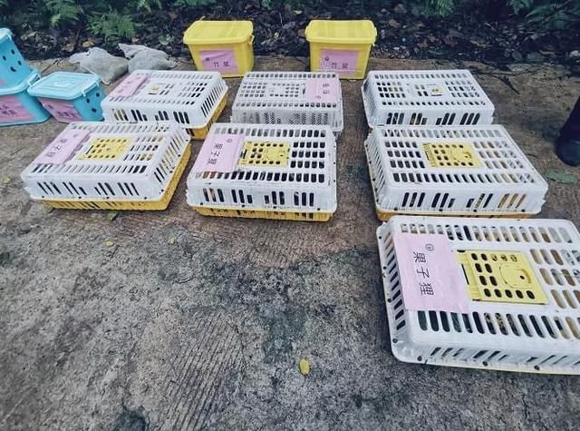  公园|豹猫、红隼、果子狸......在南宁的公园里遇到它们别激动