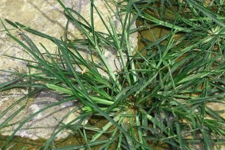 药害|除草剂对作物的药害以及除草剂安全剂的使用！