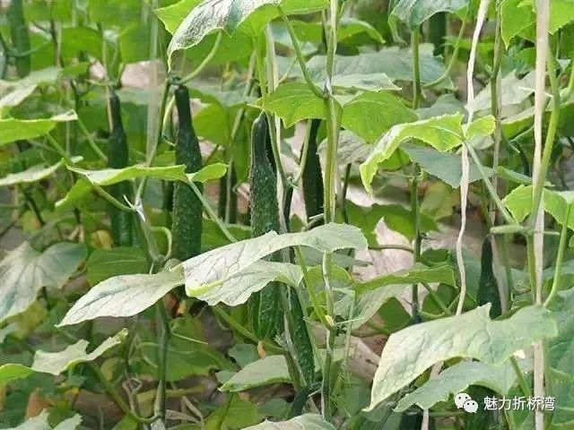  诗意|你与李子柒的诗意生活，只差一个“慈王农庄”！