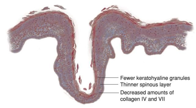 效果|抗老护肤品怎么用，效果最好？丨AD