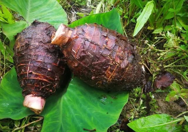 供品|供品荔浦芋头,粉糯细密,乾隆皇帝爱不释口