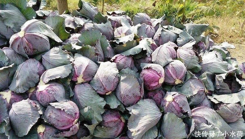 虫卵|5种最“脏”的蔬菜,虫卵多肉眼却看不见,第3种我们经常吃