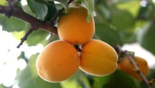  抗癌物质|益胃、解渴、利尿的水果，盛夏吃上几个，能生津止渴，消暑舒神