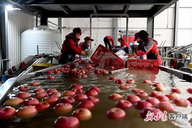  实施|甘肃推动实施“六大特色农业产业”精准脱贫追踪报道之四