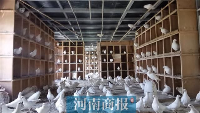  工作|小伙在紫荆山公园做鸽子生意，一做就是20多年，生意好时一月赚6000多