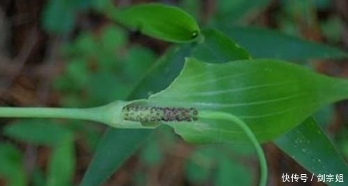 如今|山里这种野草俗称“蛇饭”,小时候看到不敢碰,如今成了种常用药