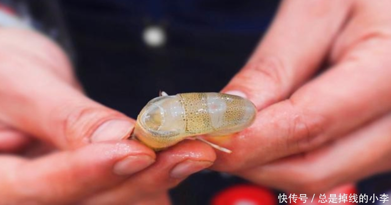 老法子|去虾线,别再用牙签这个老法子了!教你一招,分分钟剥完两斤虾!