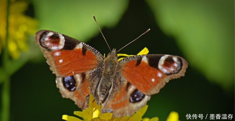走运|这4大生肖的人要走运了!八月好运连绵不断,爱情事业金钱都到来