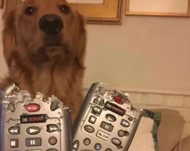  小狗|蒙城：这条小狗居然成了“纵火犯”